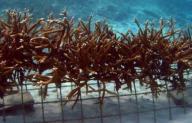 coral nurseries