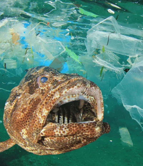 fish plastic pollution