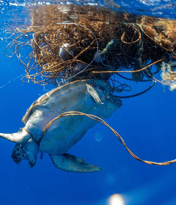 turtle caught in net